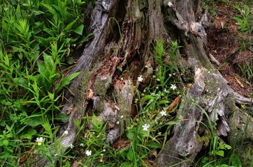 a rotten tree trunk covered with grass and white flowers