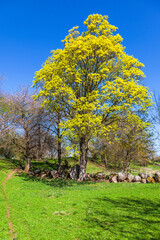 Obraz premium Budding tree at a meadow in springtime