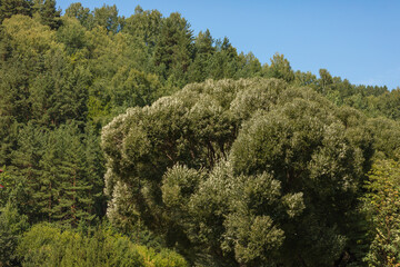 Natural views from a height. Beautiful panoramic landscape from a high point
