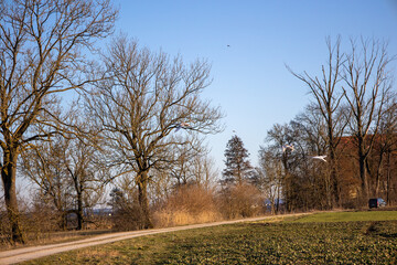 a flock of young swans in the early springtime sun