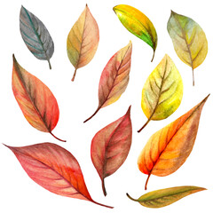 set of watercolor autumn leaves for creating cards and labels