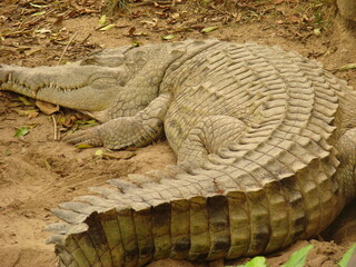 alligator in a swamp