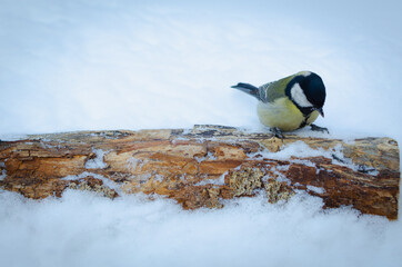 The titmouse is a mobile songbird.