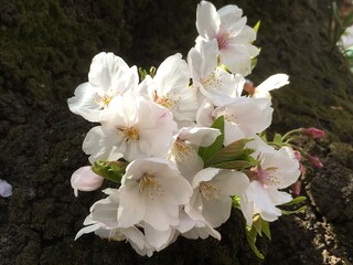 ひっそり咲く桜