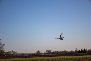 a flock of young swans in the early springtime sun