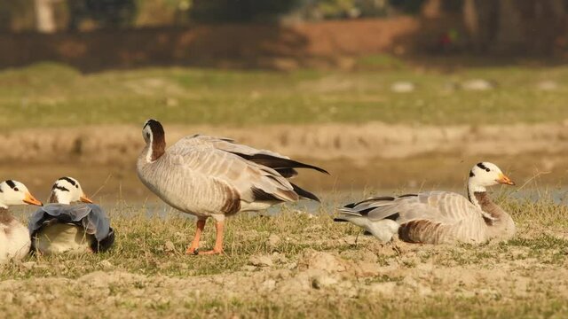 bar-headed or bar headed goose family or flock full shot sun basking and preening in golden hour light in an open field or grassland during winter migration at forest of cental india - anser indicus