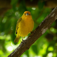 Atlantic Yellow Canary, a small Brazilian wild bird.The yellow canary Crithagra flaviventris is a small passerine bird in the finch family. 