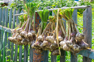 Ripe garlic bulb plants are hanging on old fence for aerate. Autumn season harvesting preparation for winter time. Garlic as flavouring