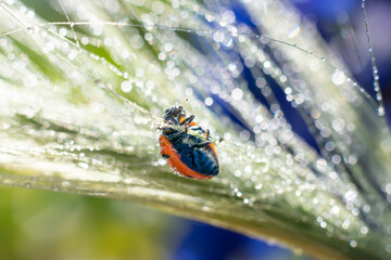 Little lady bug is holding on green glowing long spica grass with many water drops. Blurred bokeh effect natural background