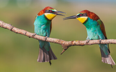 pair of bright colorful bee-eater birds