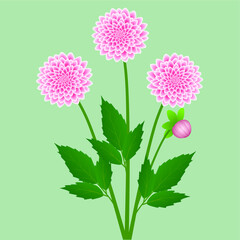 Pink dahlias with leaves on a green background.