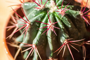Naklejka na ściany i meble rote Stacheln, grüner Kaktus - Sprühnebel auf Zimmerpflanze
