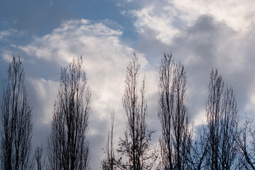 Obraz premium kahle Baumwipfel vor blauem Himmel mit dicken Regenwolken