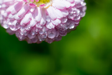 Lots of thin pink petals on blurred background with bokeh effect. Floral backdrop with copy space. Tiny water drops shining on sunlight