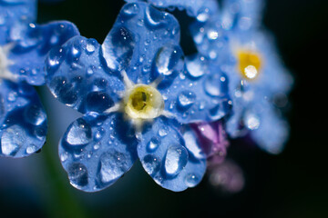 Extremely close up view of forget-me-not flower on bright sunlight with glowing water droplets on petals. Blue flower with yellow core macro photo
