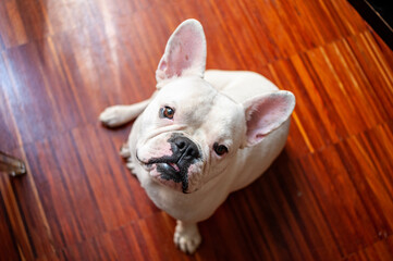 White French Bulldog is sitting on hardwood floor. Indoor shot of beautiful white frenchie sitting. Obedient dog, pet in household