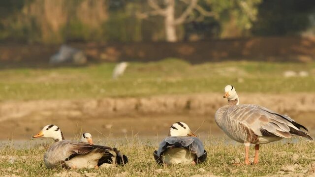 bar-headed or bar headed goose family or flock full shot sun basking starching leg in golden hour light in an open field or grassland during winter migration at forest of cental india - anser indicus