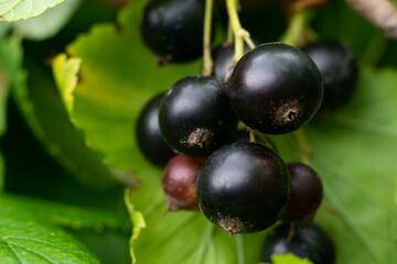 Ripe black currant berries hanging on branch of berry bush in the countryside garden, harvesting and cultivation