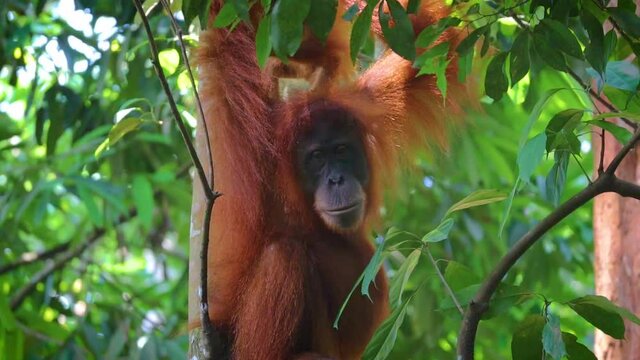 Juvenile wild orangutan in Sumatra, Indonesia