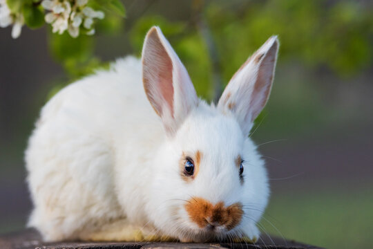 white rabbit sitting under a spring tree