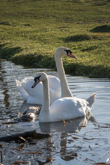 Two mute swans