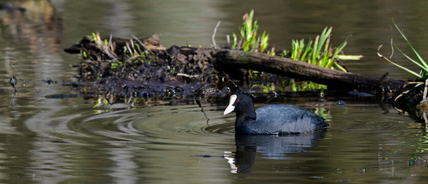 Eurasian coot // Bl&auml;sshuhn, Bl&auml;ssralle (Fulica atra)