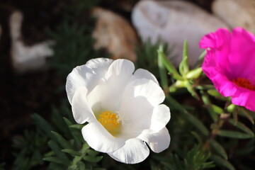 Fototapeta na wymiar Flor blanca