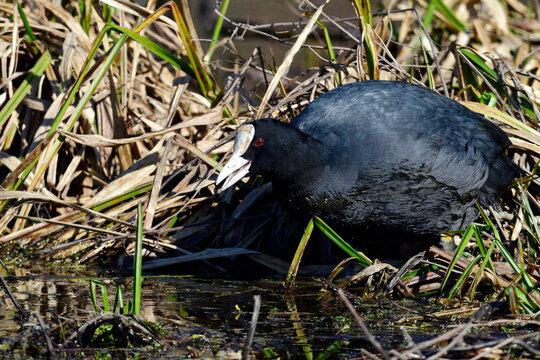 Eurasian coot // Bl&radic;&sect;sshuhn, Bl&radic;&sect;ssralle (Fulica atra)