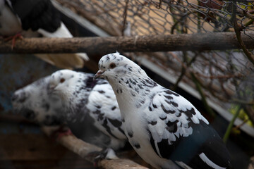 pigeon on a branch