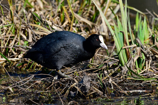 Bl&auml;sshuhn, Bl&auml;ssralle // Eurasian coot (Fulica atra)
