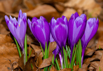 a group of Crocus heuffelianus flowers 