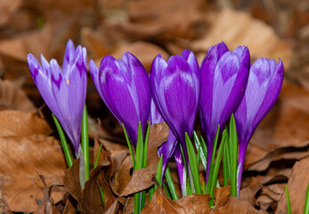 a close-up with a cluster of crocuses