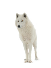 Fototapeta premium Polar white wolf isolated on white background
