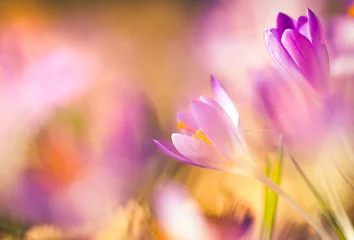 Fototapeten Krokus im Sonnenlicht im Frühling © zerahnfotografie