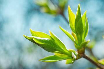 Lilac leaves