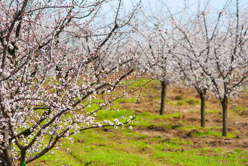 Almond trees