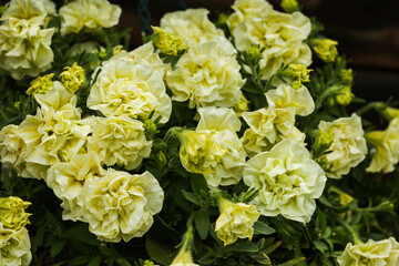 background with lemon yellow terry petunia