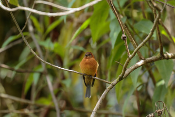 CINNAMON FLYCATCHER (Pyrrhomyias cinnamomeus) beautiful specimen perched alone on some branches in the cloud forest. Uchubamba - Peru