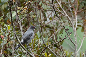 Obraz premium RED-CRESTED COTINGA (Ampelion rubrocristatus) Diffuse behind the undergrowth, a red-crested cotinga perched among the branches stands out. Huancayo - Peru