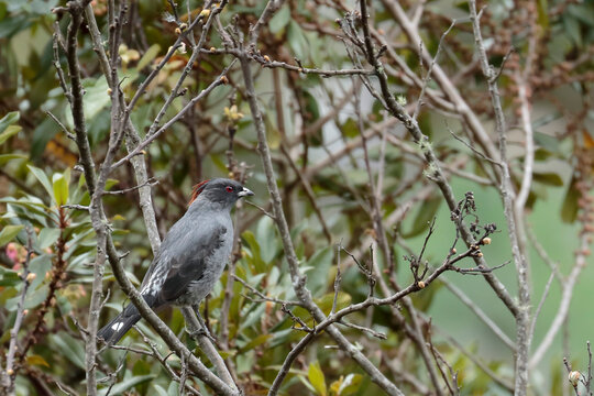 RED-CRESTED COTINGA (Ampelion rubrocristatus) Diffuse behind the undergrowth, a red-crested cotinga perched among the branches stands out. Huancayo - Peru