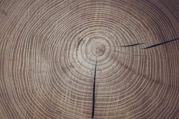 Naklejka premium Cross section of tree trunk showing growth rings