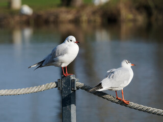 Lachmöwen oder Chroicocephalus ridibundus ruhen auf einem Seil am Rande des Wassers