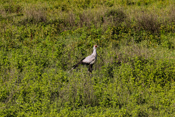 yellow billed stork in savannah, Tanzania