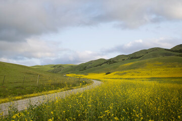 view of nice fresh green grass and blue sky