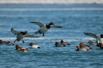 ducks about to land on water.