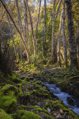 Bosque en Sierra de Aracena