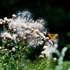 Bright Orange Butterfly resting on some thistle seeds near Shoreham near Otford in Kent