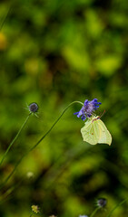 Cabbage White Butterfly photographed just outside Shoreham in Kent