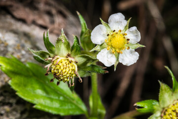 Wild Strawberry (Fragaria vesca) Flower and Developing Fruit