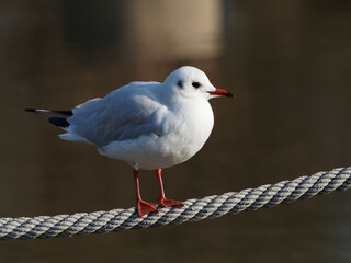 Lachmöwen oder Chroicocephalus ridibundus ruhen auf einem Seil am Rande des Wassers